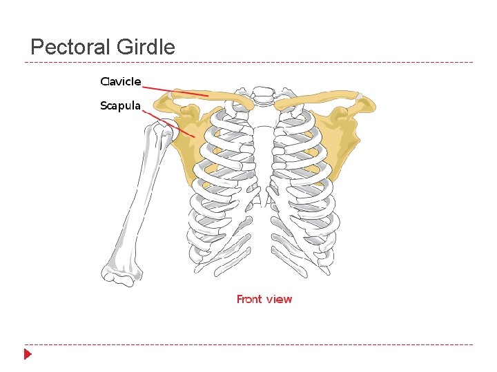 Pectoral Girdle 
