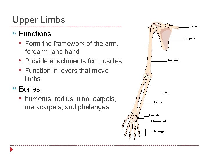Upper Limbs Functions Form the framework of the arm, forearm, and hand Provide attachments