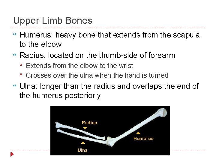 Upper Limb Bones Humerus: heavy bone that extends from the scapula to the elbow