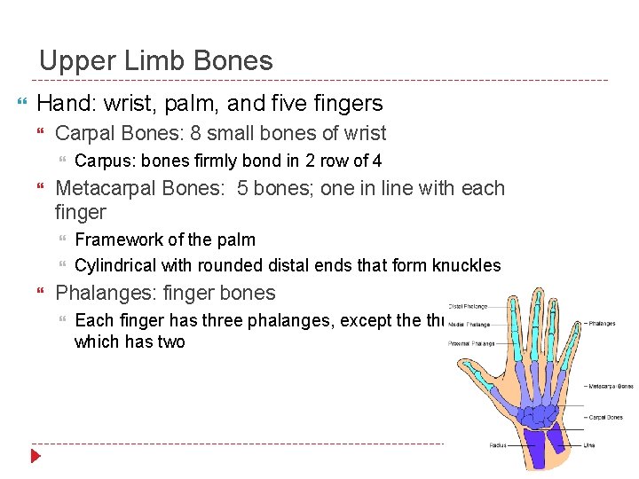 Upper Limb Bones Hand: wrist, palm, and five fingers Carpal Bones: 8 small bones