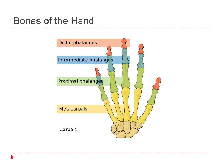 Bones of the Hand 