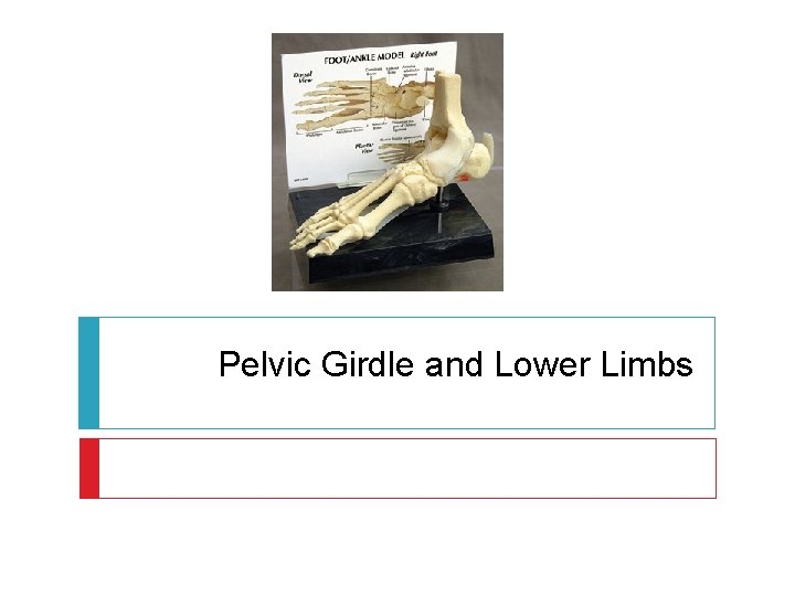 Pelvic Girdle and Lower Limbs 