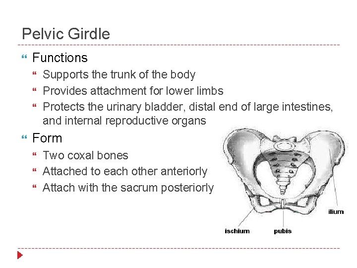 Pelvic Girdle Functions Supports the trunk of the body Provides attachment for lower limbs