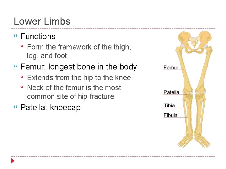 Lower Limbs Functions Femur: longest bone in the body Form the framework of the