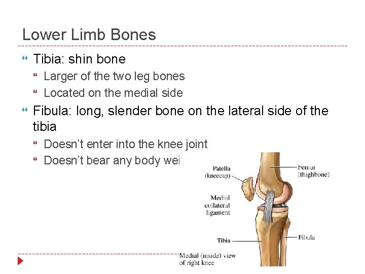Lower Limb Bones Tibia: shin bone Larger of the two leg bones Located on