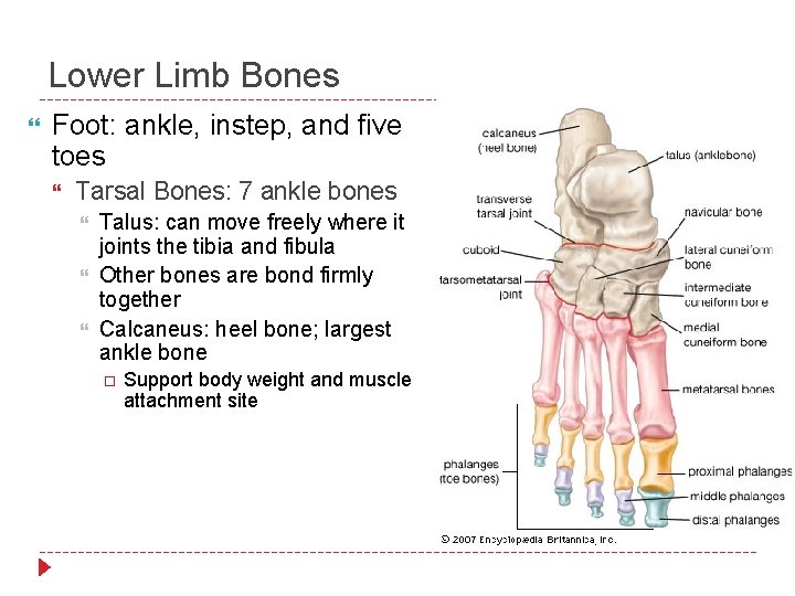 Lower Limb Bones Foot: ankle, instep, and five toes Tarsal Bones: 7 ankle bones