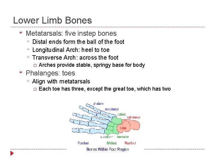 Lower Limb Bones Metatarsals: five instep bones Distal ends form the ball of the
