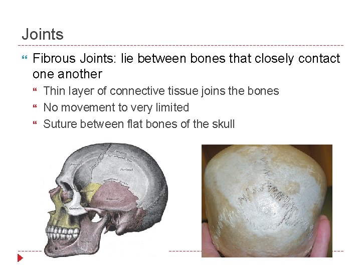 Joints Fibrous Joints: lie between bones that closely contact one another Thin layer of