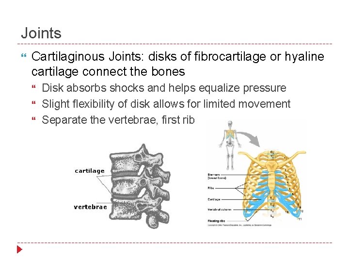 Joints Cartilaginous Joints: disks of fibrocartilage or hyaline cartilage connect the bones Disk absorbs