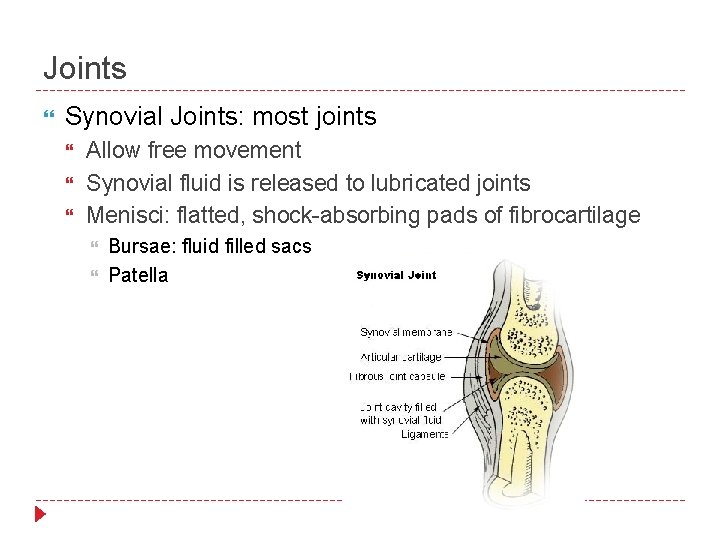 Joints Synovial Joints: most joints Allow free movement Synovial fluid is released to lubricated