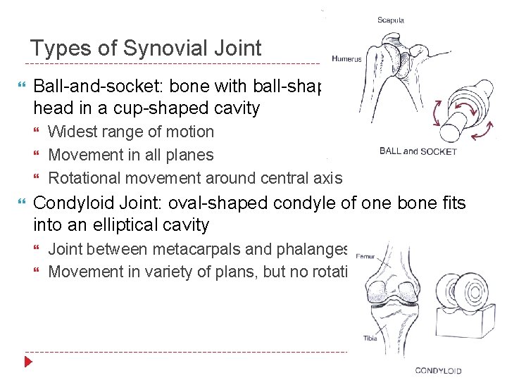 Types of Synovial Joint Ball-and-socket: bone with ball-shaped head in a cup-shaped cavity Widest