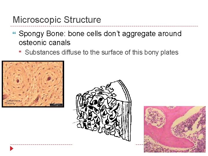 Microscopic Structure Spongy Bone: bone cells don’t aggregate around osteonic canals Substances diffuse to