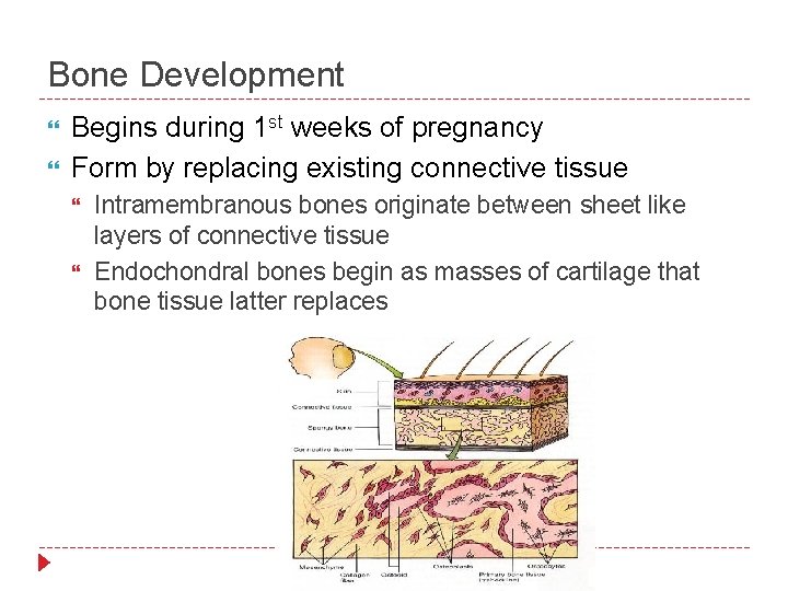 Bone Development Begins during 1 st weeks of pregnancy Form by replacing existing connective