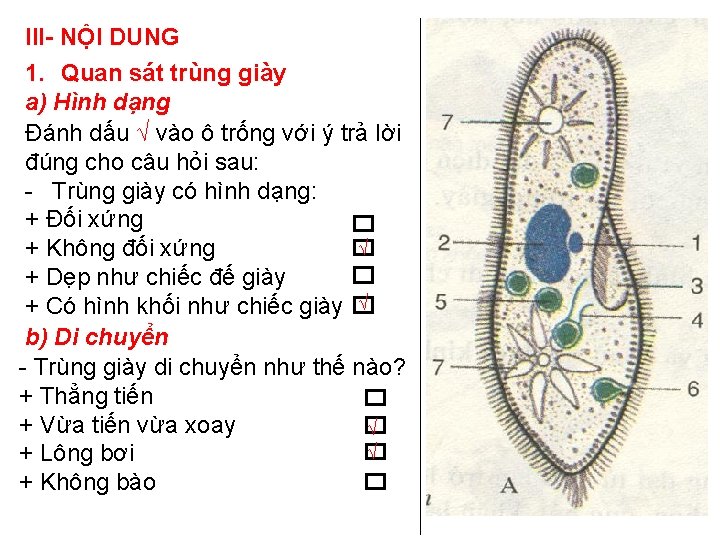 III- NỘI DUNG 1. Quan sát trùng giày a) Hình dạng Đánh dấu √