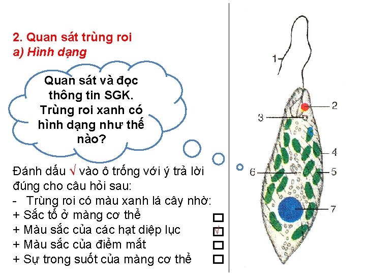 2. Quan sát trùng roi a) Hình dạng Quan sát và đọc thông tin