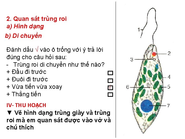 2. Quan sát trùng roi a) Hình dạng b) Di chuyển Đánh dấu √