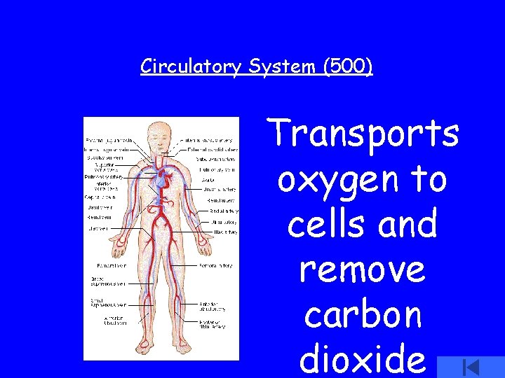 Circulatory System (500) Transports oxygen to cells and remove carbon dioxide 