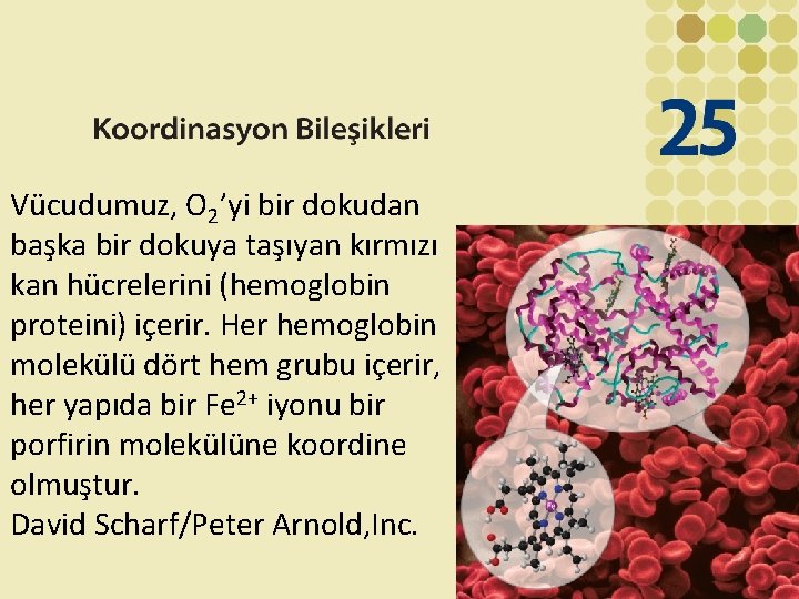 Vücudumuz, O 2’yi bir dokudan başka bir dokuya taşıyan kırmızı kan hücrelerini (hemoglobin proteini)