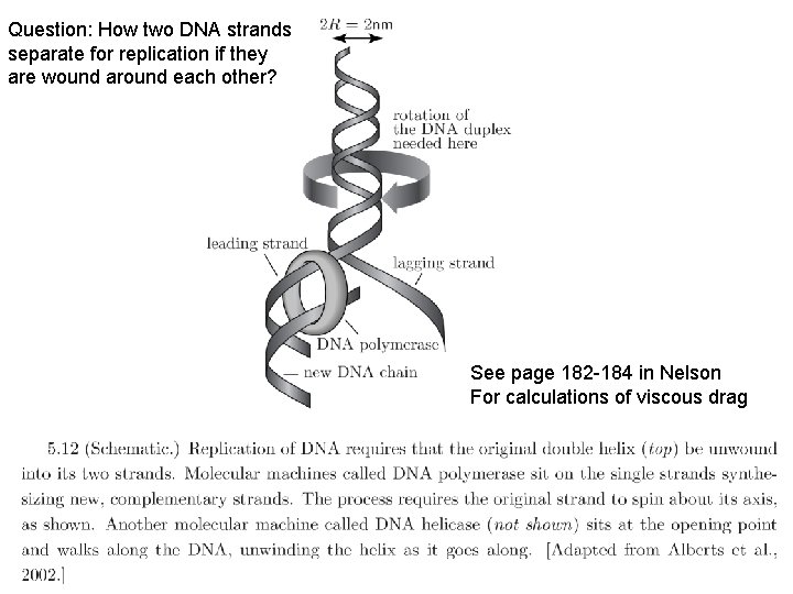 Question: How two DNA strands separate for replication if they are wound around each Question: How two DNA strands separate for replication if they are wound around each