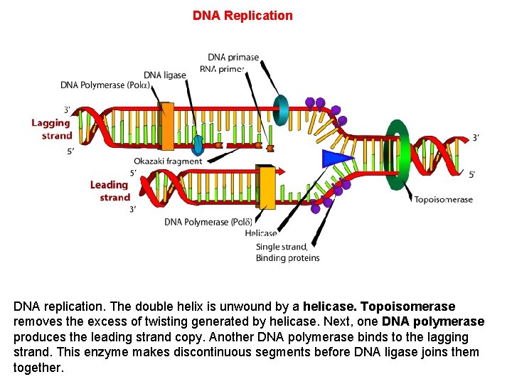 DNA Replication DNA replication. The double helix is unwound by a helicase. Topoisomerase removes DNA Replication DNA replication. The double helix is unwound by a helicase. Topoisomerase removes
