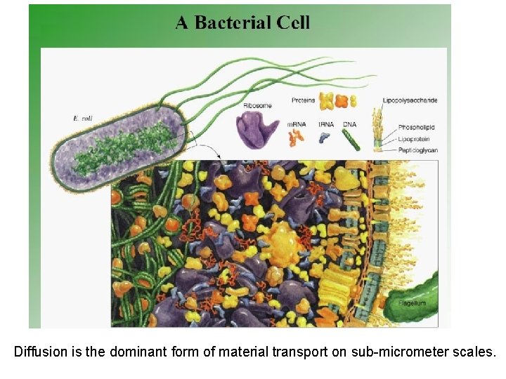 Diffusion is the dominant form of material transport on sub-micrometer scales. Diffusion is the dominant form of material transport on sub-micrometer scales.