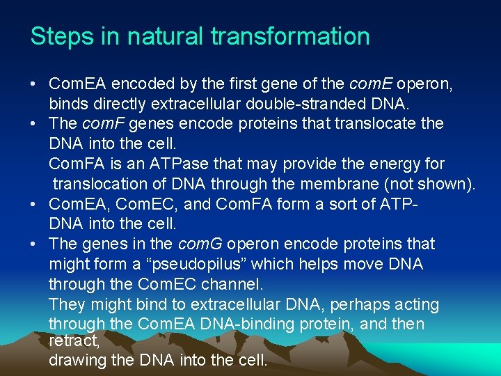 Steps in natural transformation • Com. EA encoded by the first gene of the