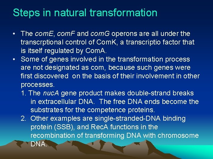 Steps in natural transformation • The com. E, com. F and com. G operons