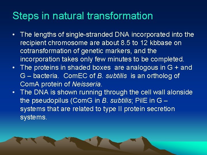 Steps in natural transformation • The lengths of single-stranded DNA incorporated into the recipient