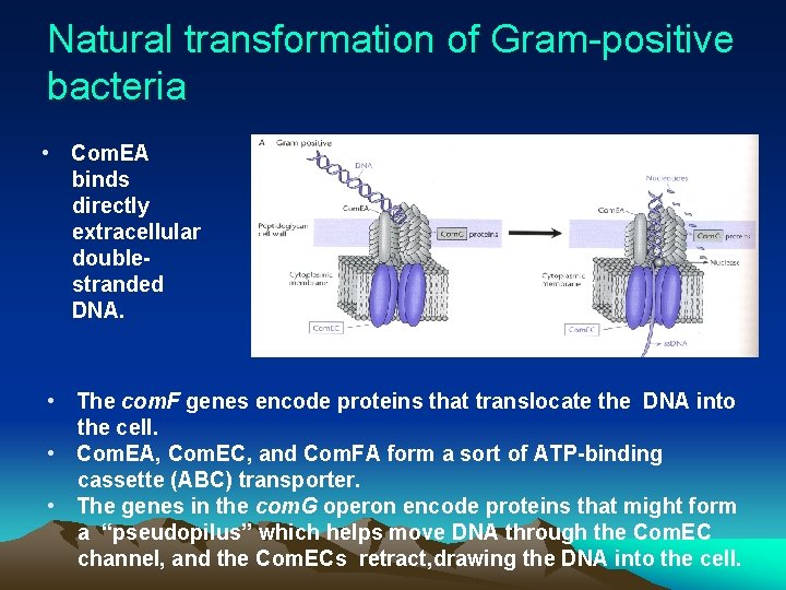 Natural transformation of Gram-positive bacteria • Com. EA binds directly extracellular doublestranded DNA. •