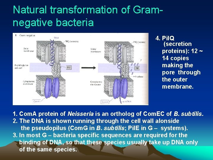 Natural transformation of Gramnegative bacteria 4. Pil. Q (secretion proteins): 12 ~ 14 copies