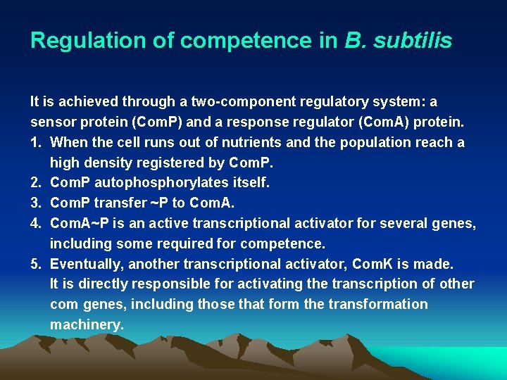 Regulation of competence in B. subtilis It is achieved through a two-component regulatory system: