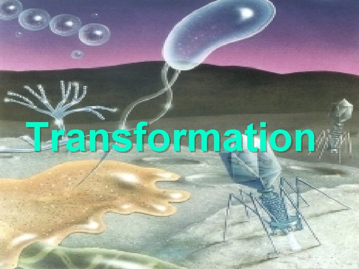 Transformation 