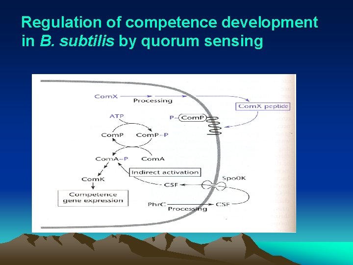 Regulation of competence development in B. subtilis by quorum sensing 