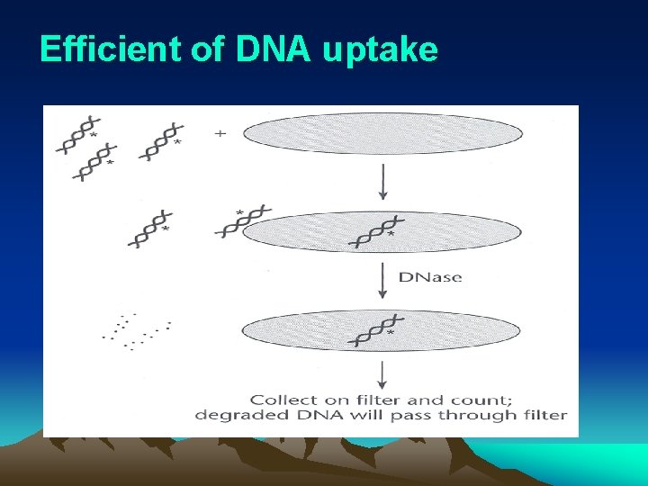 Efficient of DNA uptake 