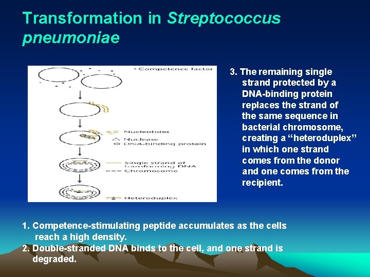 Transformation in Streptococcus pneumoniae 3. The remaining single strand protected by a DNA-binding protein