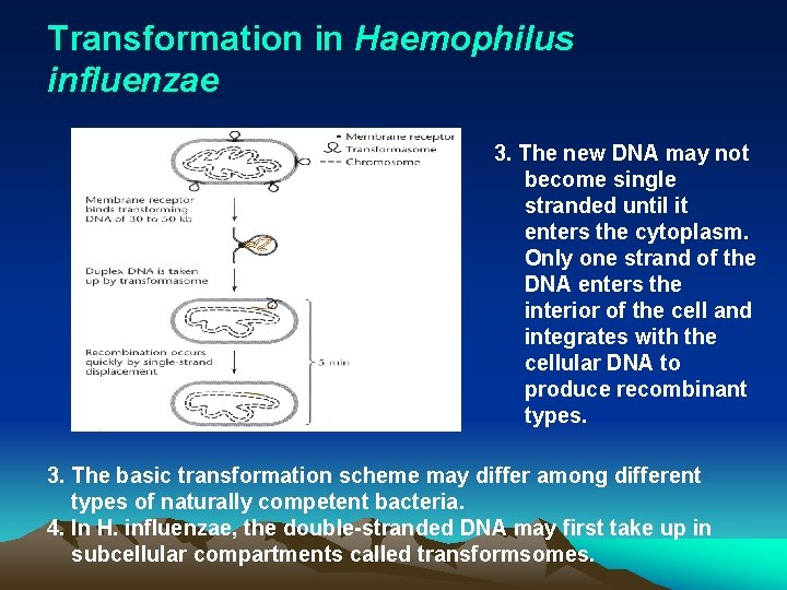 Transformation in Haemophilus influenzae 3. The new DNA may not become single stranded until