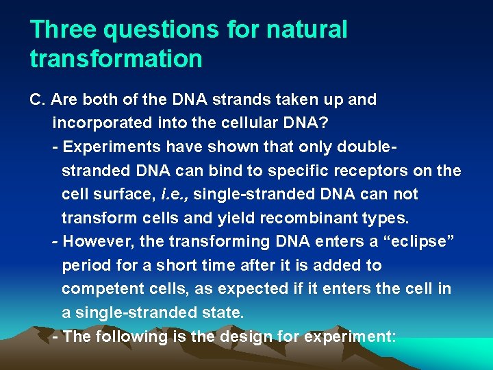 Three questions for natural transformation C. Are both of the DNA strands taken up