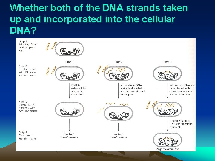 Whether both of the DNA strands taken up and incorporated into the cellular DNA?