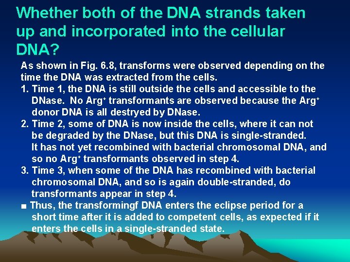 Whether both of the DNA strands taken up and incorporated into the cellular DNA?