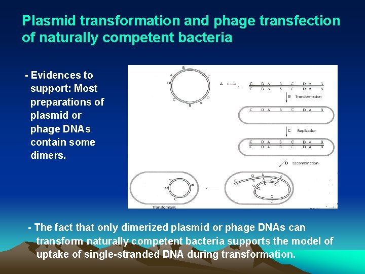 Plasmid transformation and phage transfection of naturally competent bacteria - Evidences to support: Most