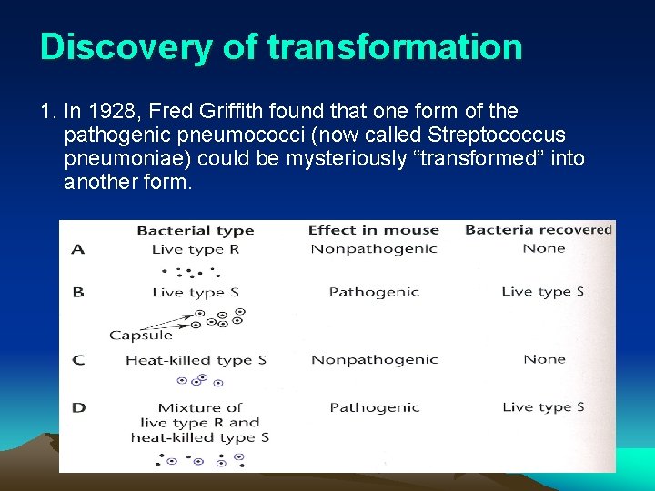 Discovery of transformation 1. In 1928, Fred Griffith found that one form of the