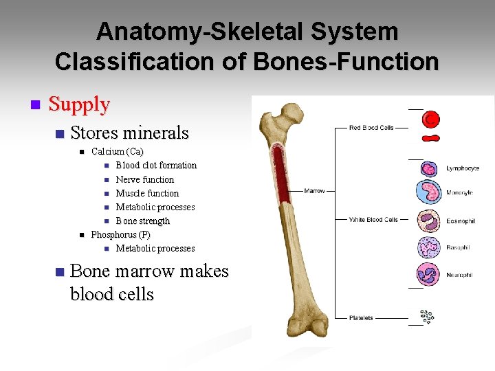 Anatomy-Skeletal System Classification of Bones-Function n Supply n Stores minerals n n n Calcium