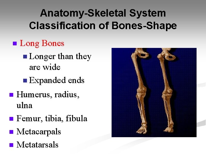 Anatomy-Skeletal System Classification of Bones-Shape n Long Bones n Longer than they are wide