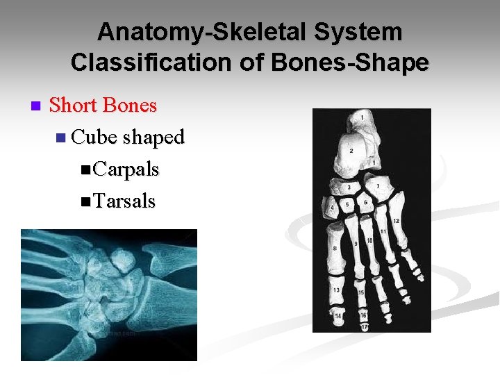 Anatomy-Skeletal System Classification of Bones-Shape n Short Bones n Cube shaped n Carpals n