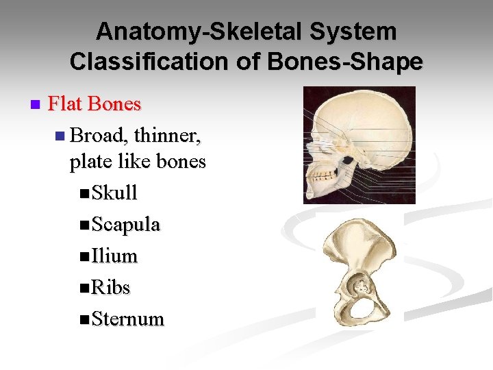 Anatomy-Skeletal System Classification of Bones-Shape n Flat Bones n Broad, thinner, plate like bones