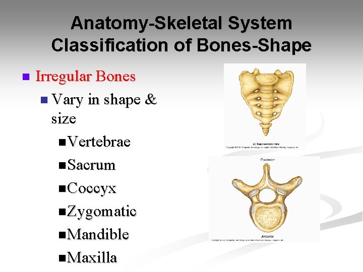 Anatomy-Skeletal System Classification of Bones-Shape n Irregular Bones n Vary in shape & size