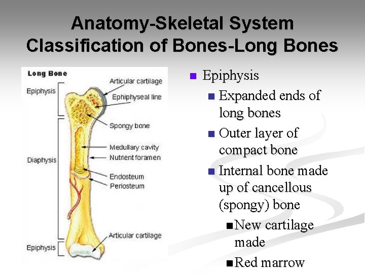 Anatomy-Skeletal System Classification of Bones-Long Bones n Epiphysis n Expanded ends of long bones
