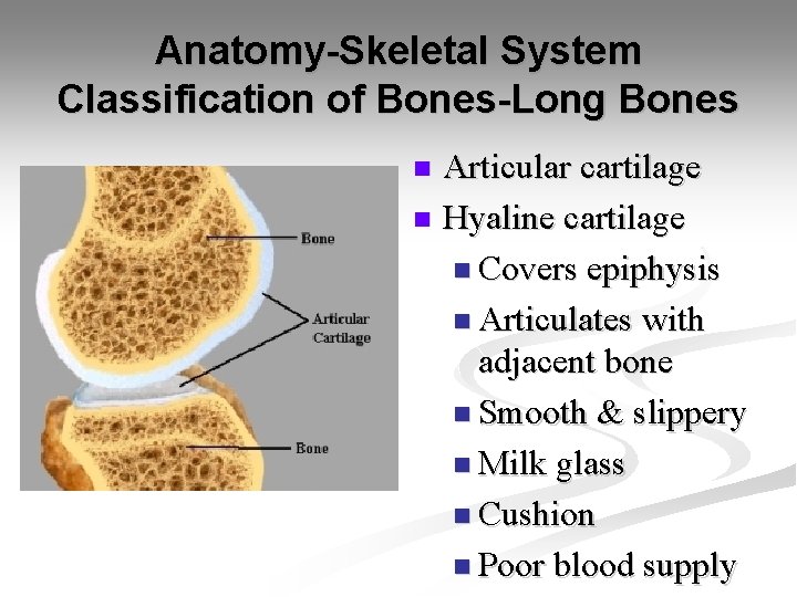 Anatomy-Skeletal System Classification of Bones-Long Bones Articular cartilage n Hyaline cartilage n Covers epiphysis