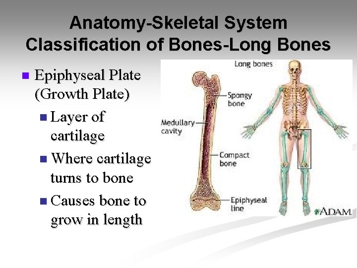 Anatomy-Skeletal System Classification of Bones-Long Bones n Epiphyseal Plate (Growth Plate) n Layer of