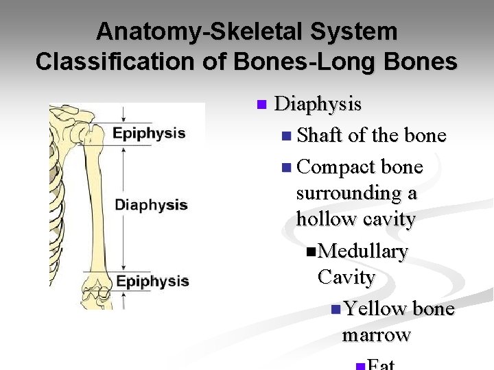 Anatomy-Skeletal System Classification of Bones-Long Bones n Diaphysis n Shaft of the bone n